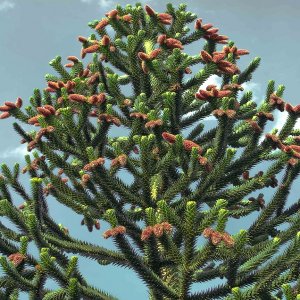 Araukária andská (Araucaria araucana) - výška: 40-60 cm; kont. C12L (-15°C)